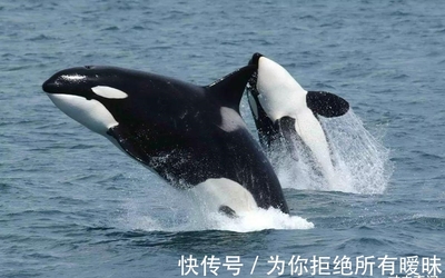 海洋巨無霸的生存法則 藍(lán)鯨的天敵與“藍(lán)鯨市集”的隱喻