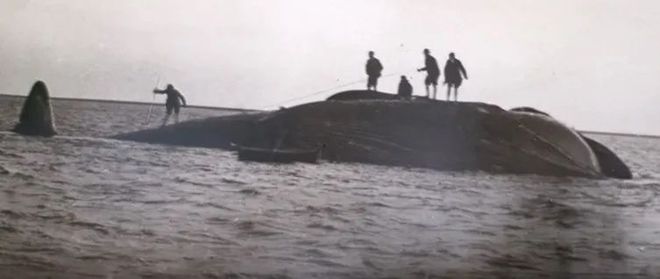 藍(lán)鯨市集 一場關(guān)于缺席王者的海洋幻想