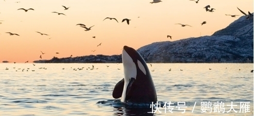 鯨魚一次排泄200升，明明污染海洋，為何被認(rèn)為'價值連城'？——探秘藍(lán)鯨的海洋'黃金雨'