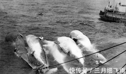 從遠(yuǎn)古獵手到現(xiàn)代市集 藍(lán)鯨與人類交織的漫長史詩